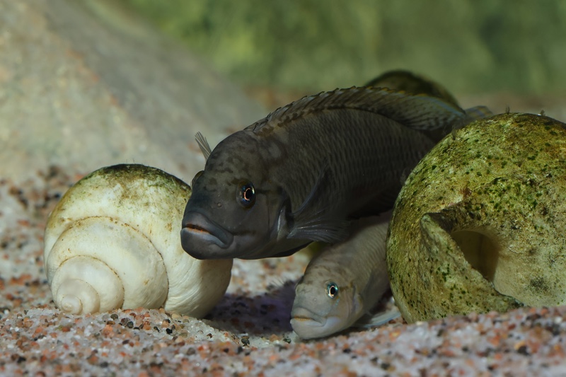 Telmatochromis temporalis 'Mpulungu'